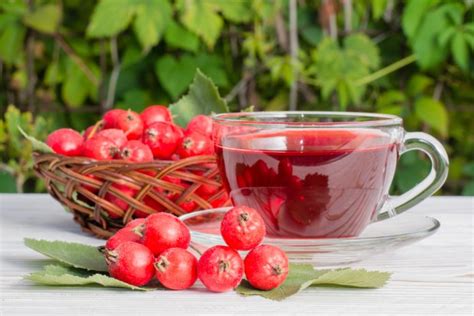 fructe de păducel și melilot în tratamentul hipertensiunii arteriale și varicelor